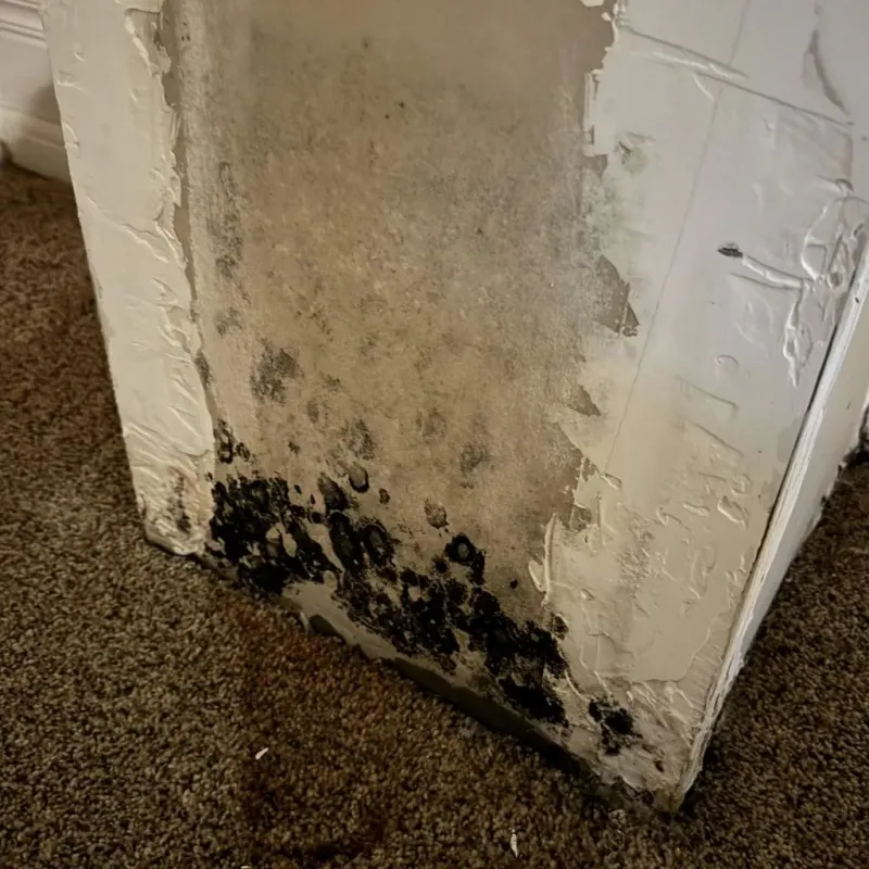 Professional Mold Removal in Putnam County, OH